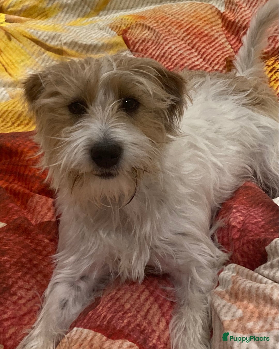 Jack Russel Terriër honden te koop: Ruwharige jack russellpups - Advertentie 4