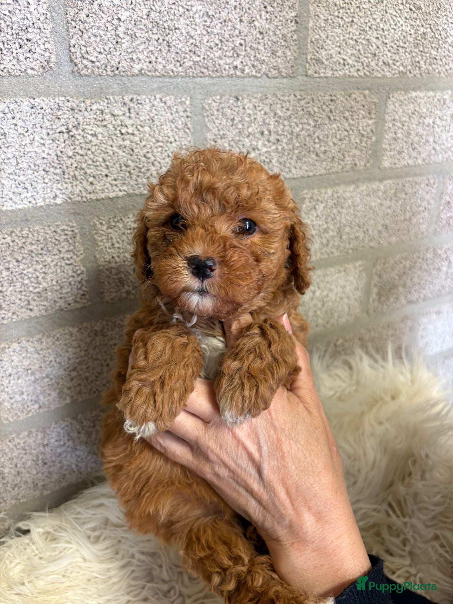 Kruising honden Toy/ dwerg poedel pups - Advertentie 15