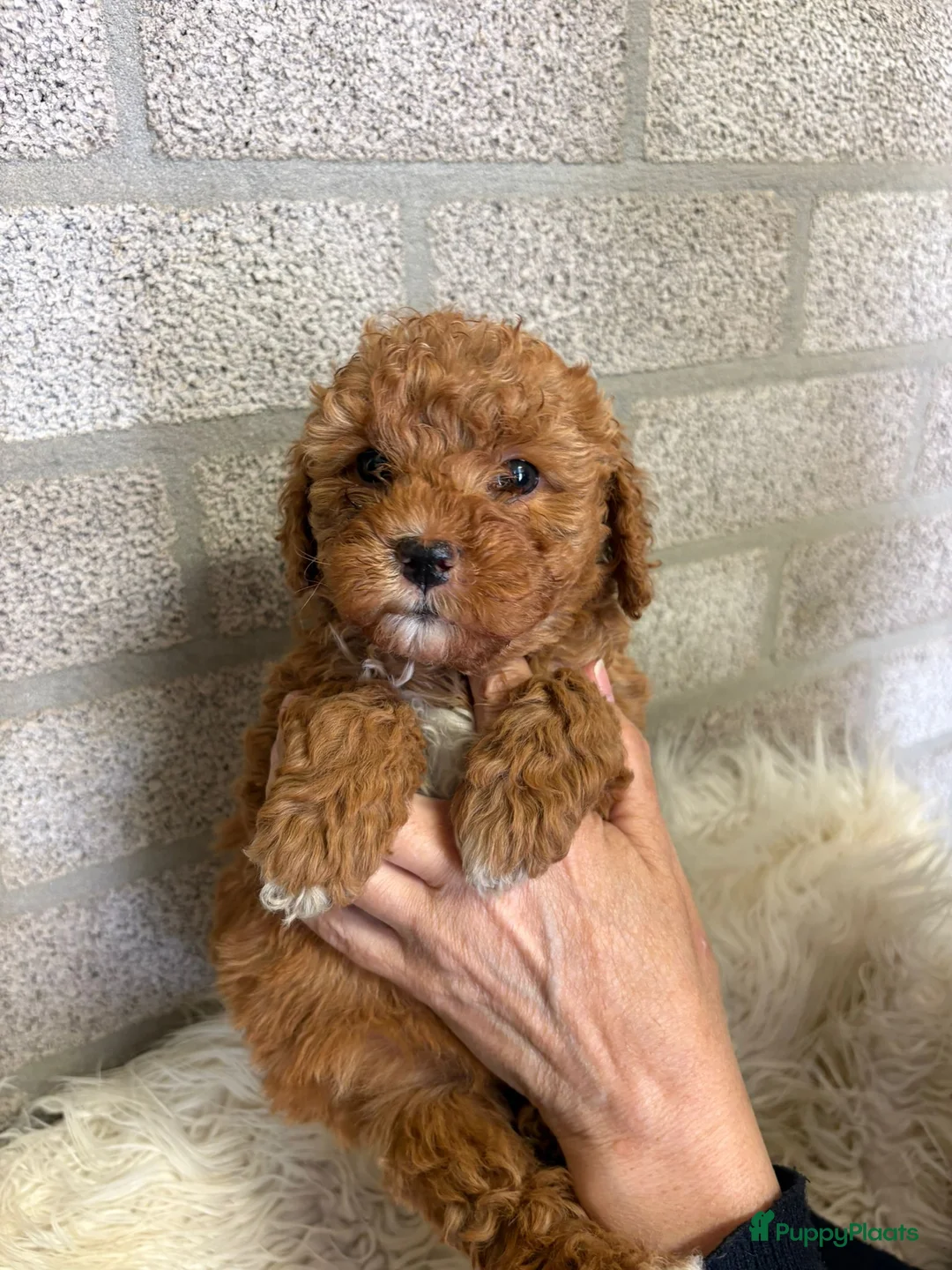 Kruising honden te koop: Toy/ dwerg poedel pups in Someren - Advertentie 1