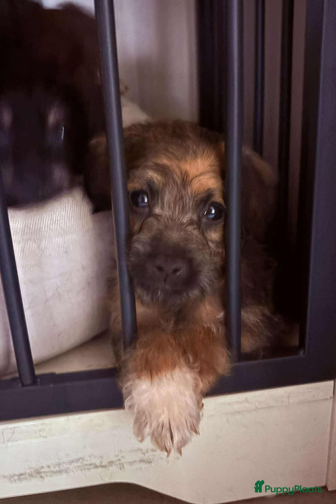 Kruising honden te koop: Jugapoo's  - Advertentie 6