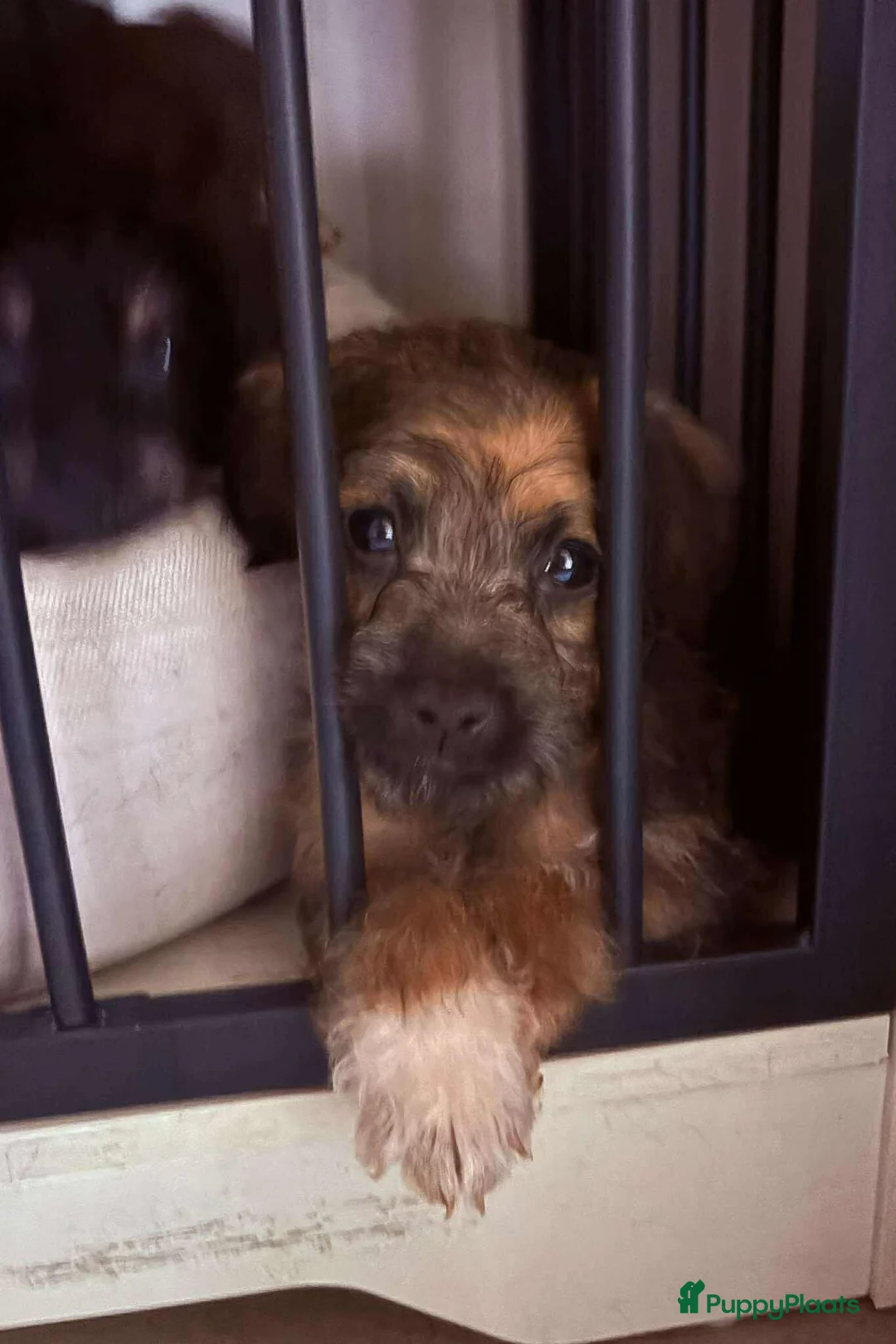 Kruising honden te koop: Jugapoo's  - Advertentie 6