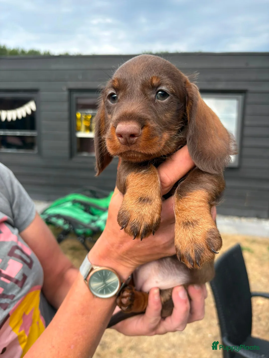 Kruising honden te koop: Twee geweldige teckelpups in Loon op Zand - Advertentie 2