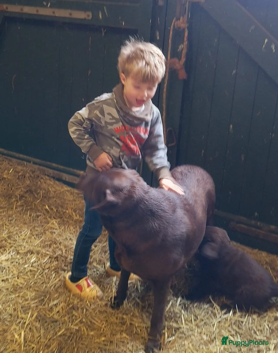 Kruising honden te koop: Labrador X Wolfsgrauwe Keeshond - Advertentie 1