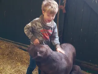 Kruising honden Labrador X Wolfsgrauwe Keeshond - Advertentie 11