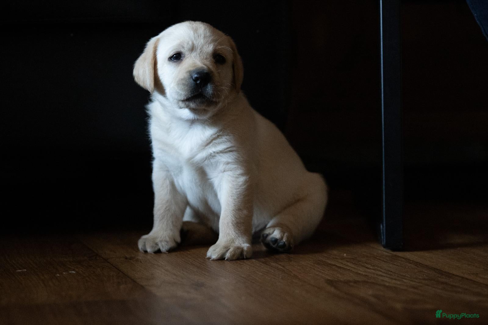 Labrador Retriever honden Nog 1 reu!! labrador retriever pup met stamboom  - Advertentie 1