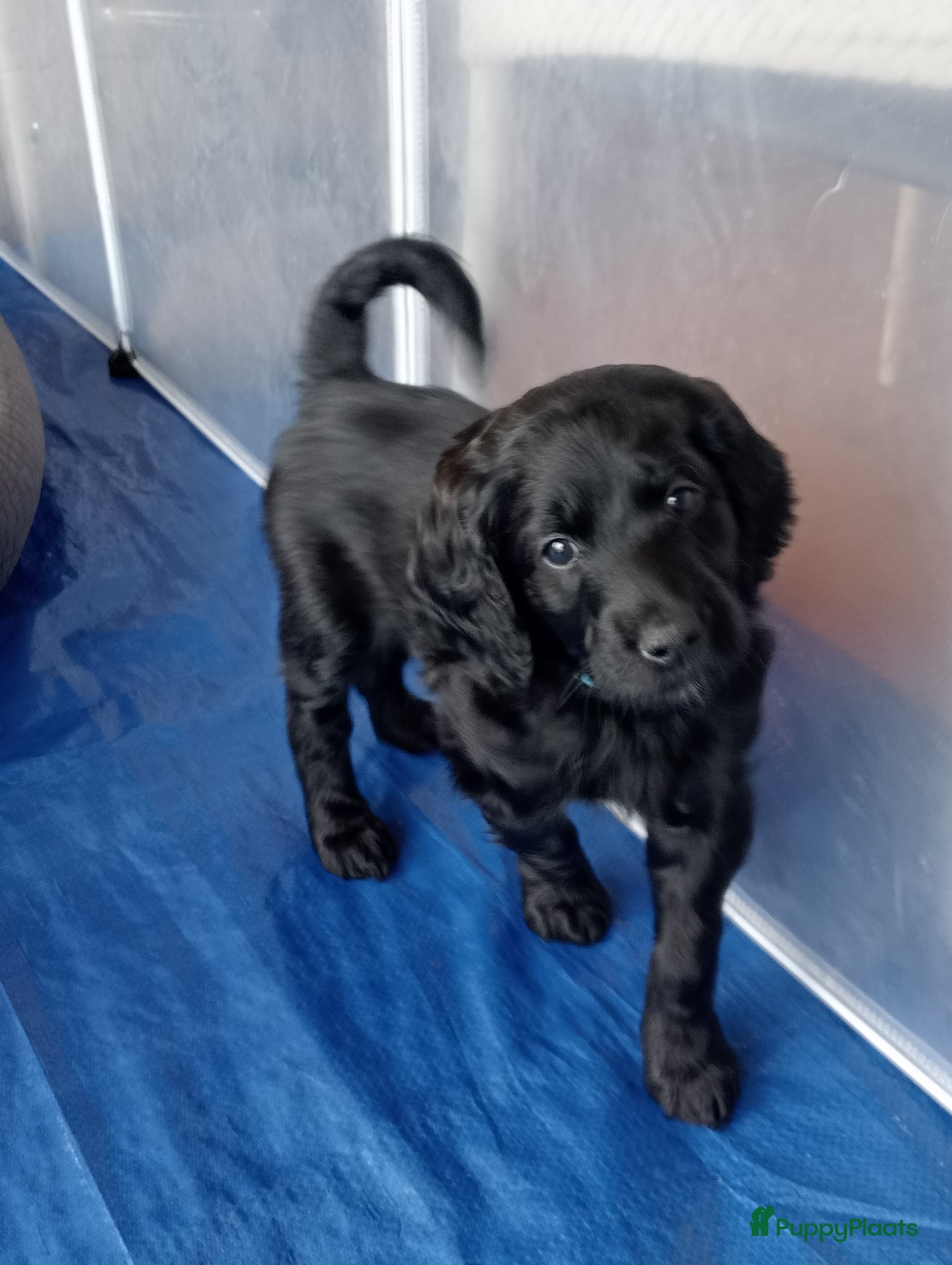 Labradoodle honden te koop: Labradoodle puppies  - Advertentie 29