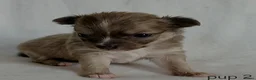 Chihuahua honden te koop: Chihuahua pups - Advertentie 9