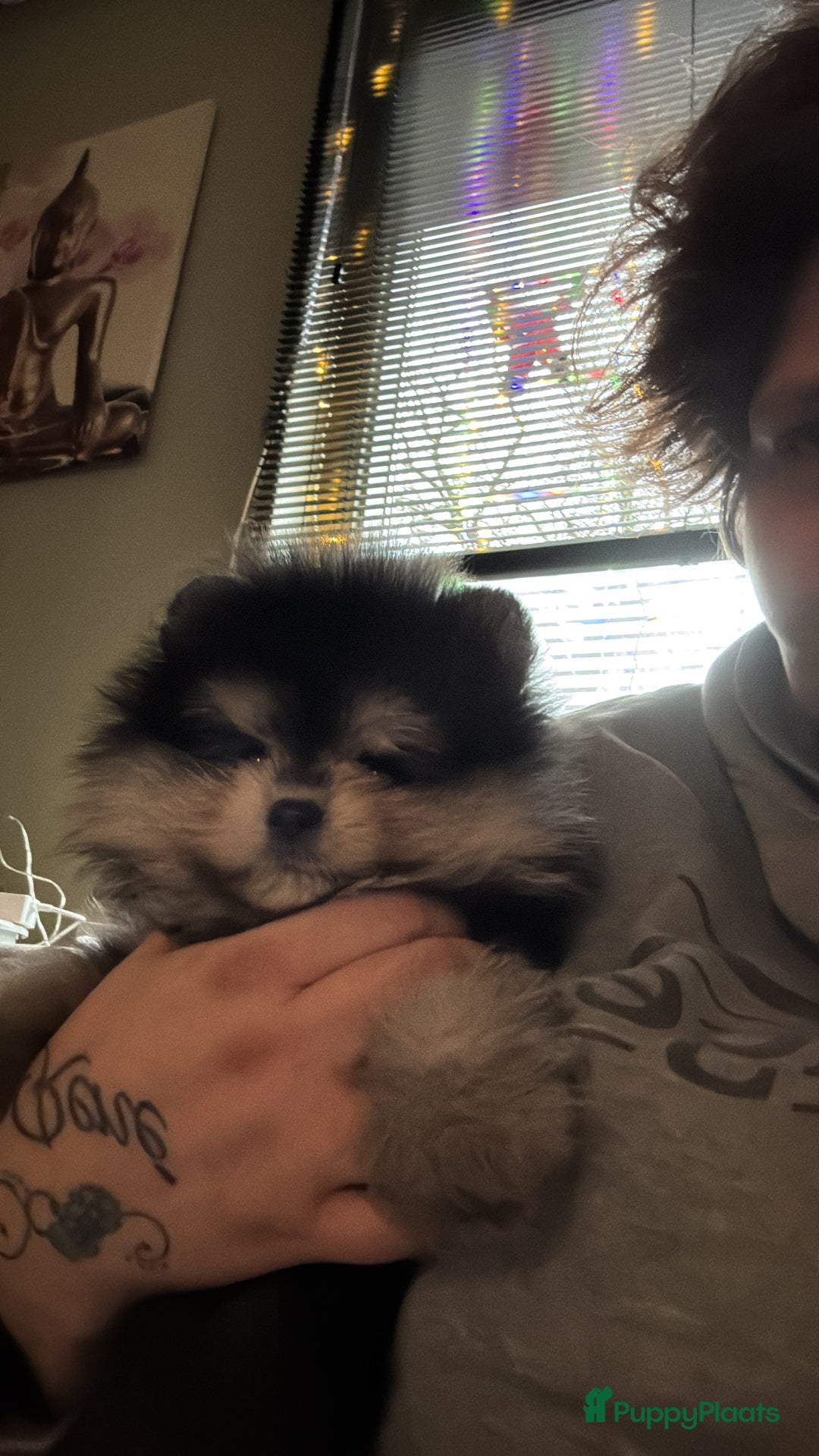 Pomeriaan honden te koop: Bearface mini Pompriaan teefje - Advertentie 2