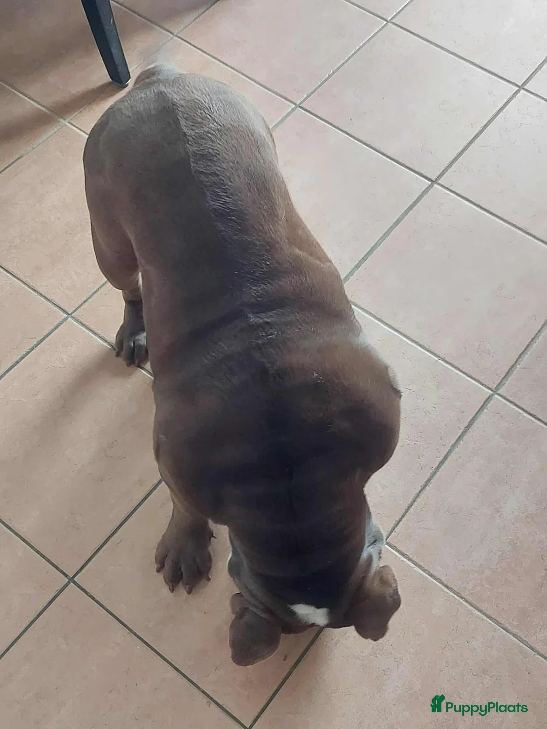 Engelse Bulldog honden ter adoptie: mooie new engels bulldog - Advertentie 2