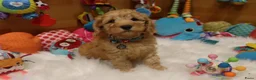 Kruising honden te koop: Prachtig mini Australian labradoodle pupjes - Advertentie 9