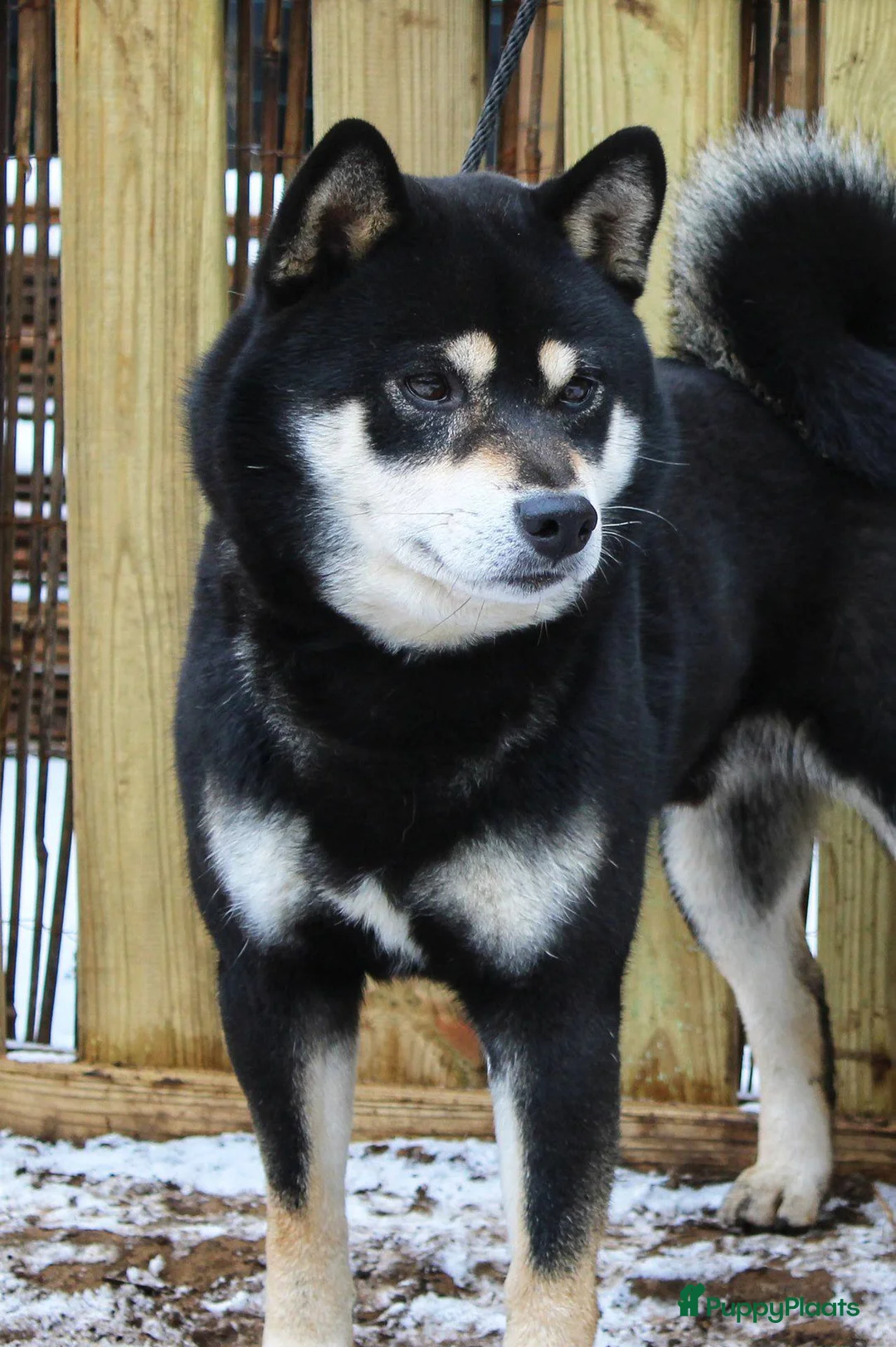 Shiba honden te koop: Shiba Inu pups met stamboom en gezondheidstesten - Advertentie 13