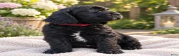Kruising honden te koop: Prachtige Australian Labradoodle alf1 pups  - Advertentie 4