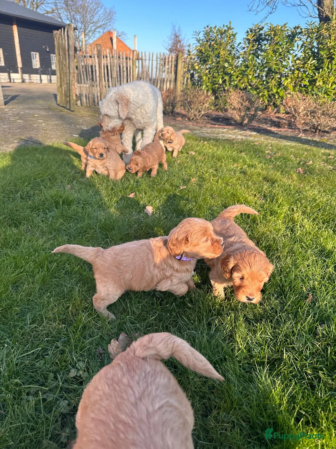 Kruising honden te koop: Labradoodle x Goldendoodle pups - Advertentie 12