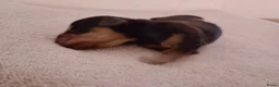 Kruising honden te koop: Charcoal and tan - Creme infused & Shaded Cream - Advertentie 6