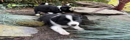 Border Collie honden te koop: Border collie pups  - Advertentie 14