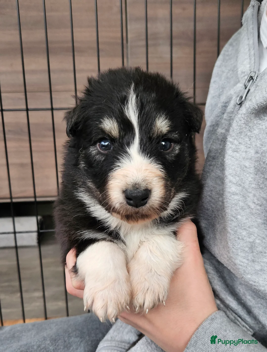 Kruising honden te koop: Prachtige kruising pups - Advertentie 8