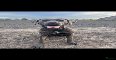 Kruising honden - Advertentie 5
