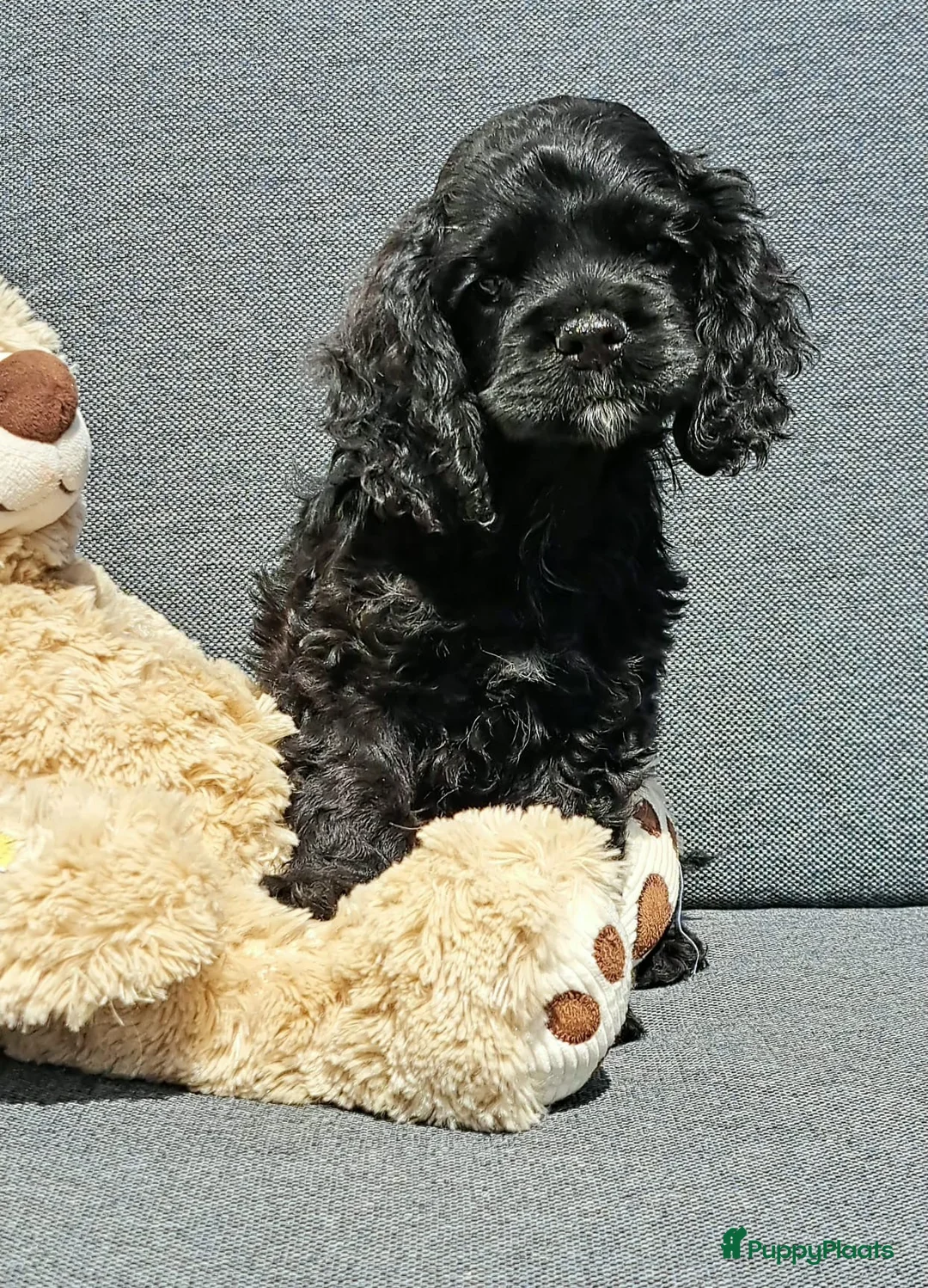 Amerikaanse Cocker Spaniel honden te koop: Mooie raszuivere Amerikaanse Cockerspaniels in Ysselsteyn - Advertentie 2