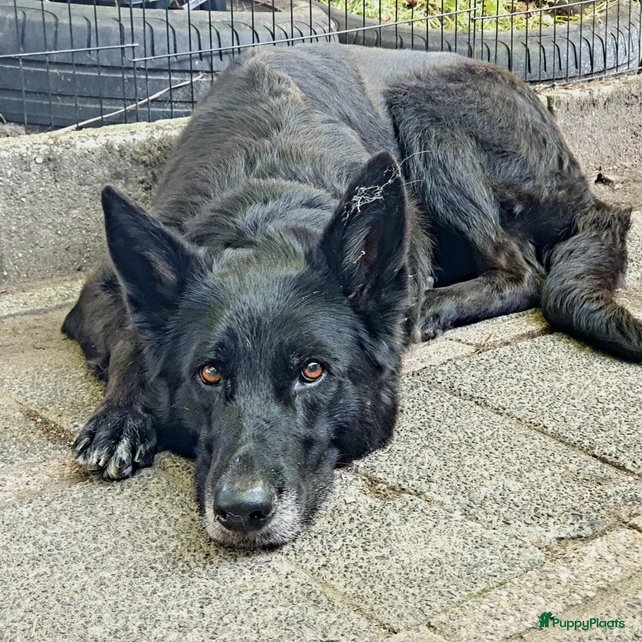 Haeley von Kameradstolz