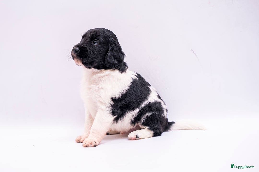 Friese Stabij honden te koop: Friese stabij pups - Advertentie 4