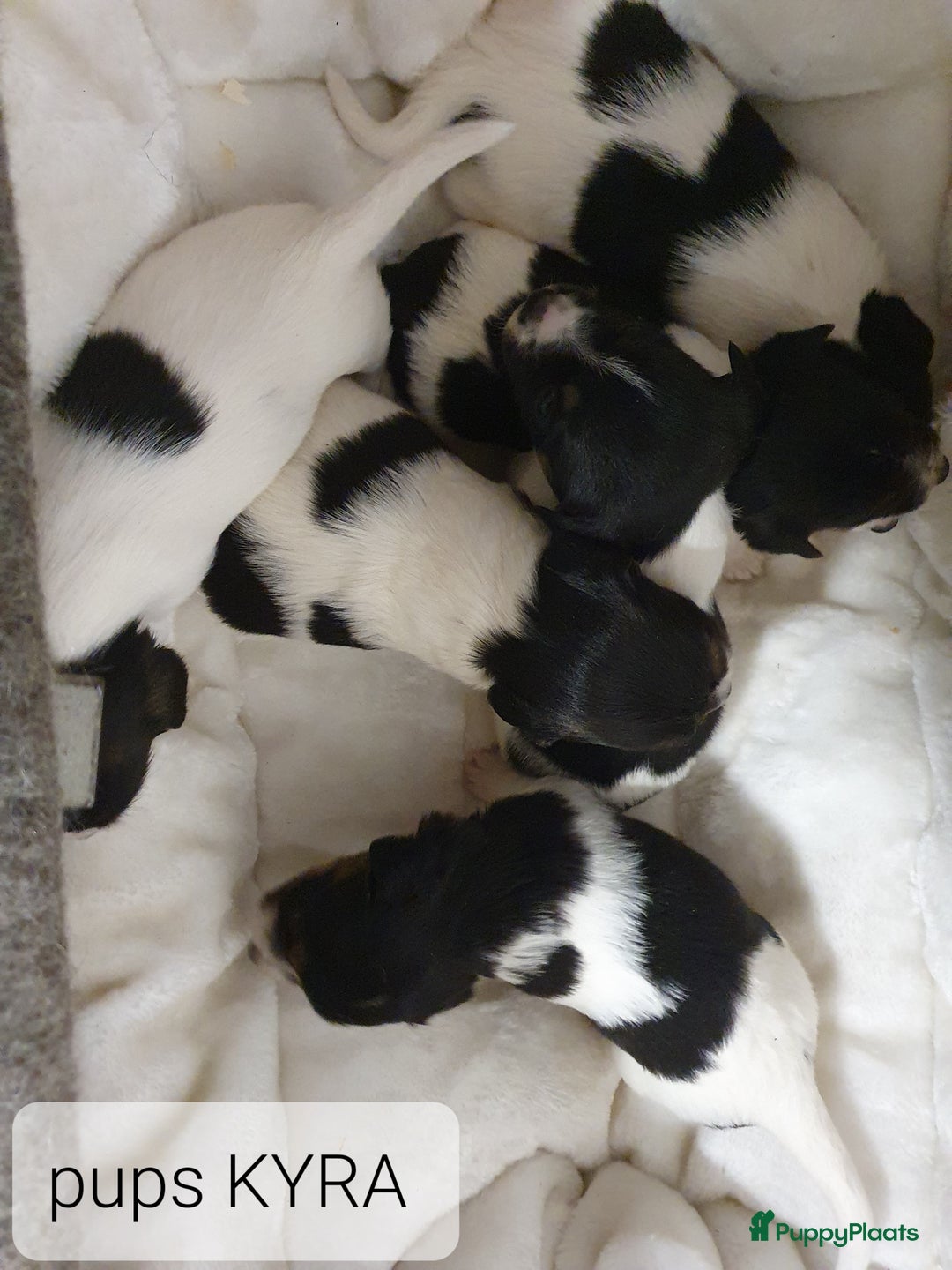 Jack Russel Terriër honden te koop: Mooie RASZUIVER JACK RUSSELL PUPPIES   GEZOND - Advertentie 3