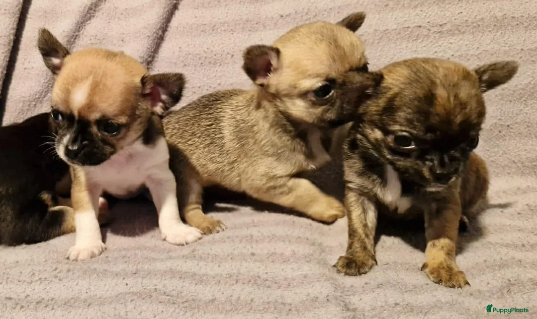 Chihuahua honden te koop: Knap wildkleur chihuahua teefje - Advertentie 12