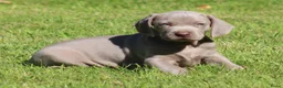 Weimarse Staande Hond korthaar honden te koop: Weimaraner pups - Advertentie 7