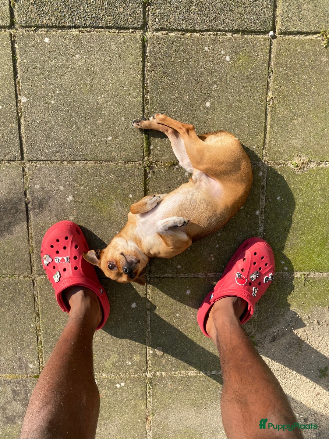 Chihuahua honden te koop: Chihuahua te koop in Almere - Afbeelding 6