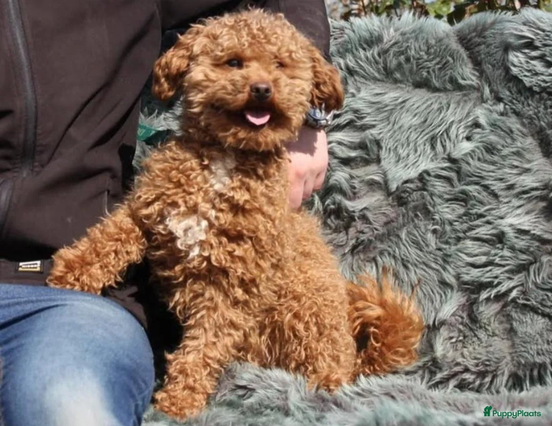 Poedel Toy honden te koop: Toypoedel pups in Oosterwolde - Advertentie 11