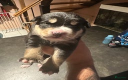 Kruising honden te koop: Liefdevolle bernsky pups  - Afbeelding 9