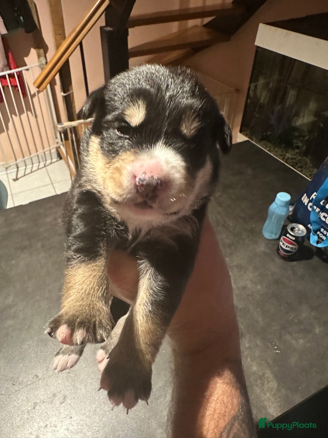 Kruising honden te koop: Liefdevolle bernsky pups  - Afbeelding 9