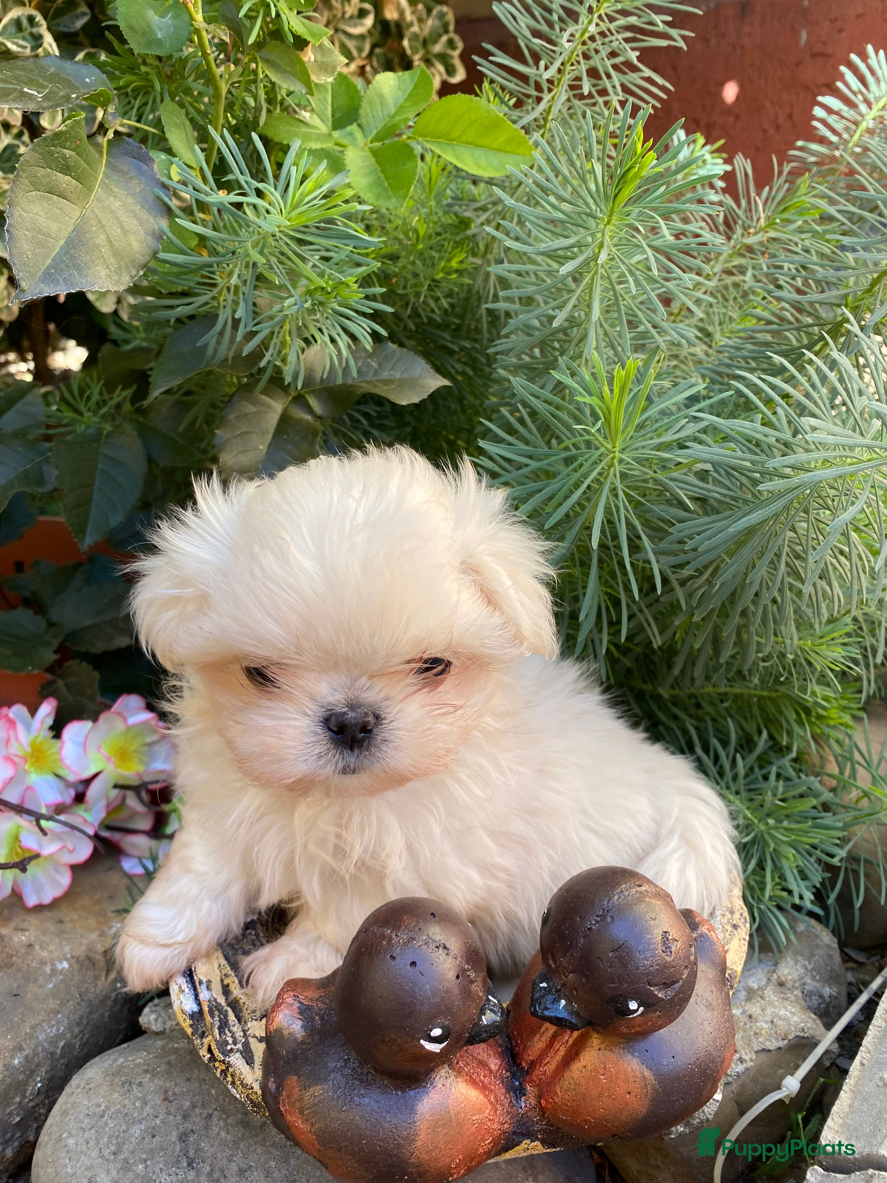 Kruising honden Щенок - Advertentie 1