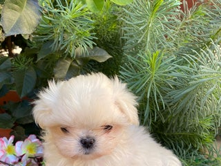 Kruising honden Щенок - Advertentie 11