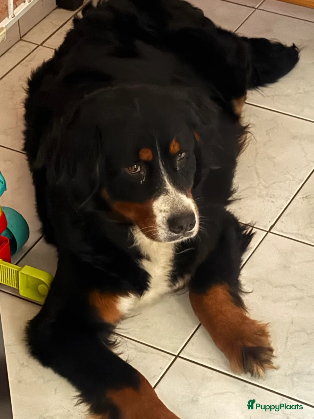 Kruising honden te koop: Laatste schatje van de 8  - Advertentie 2