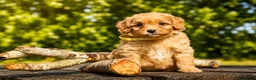 Maltipoo honden te koop: Maltipoo puppy’s 🤍 - Advertentie 6