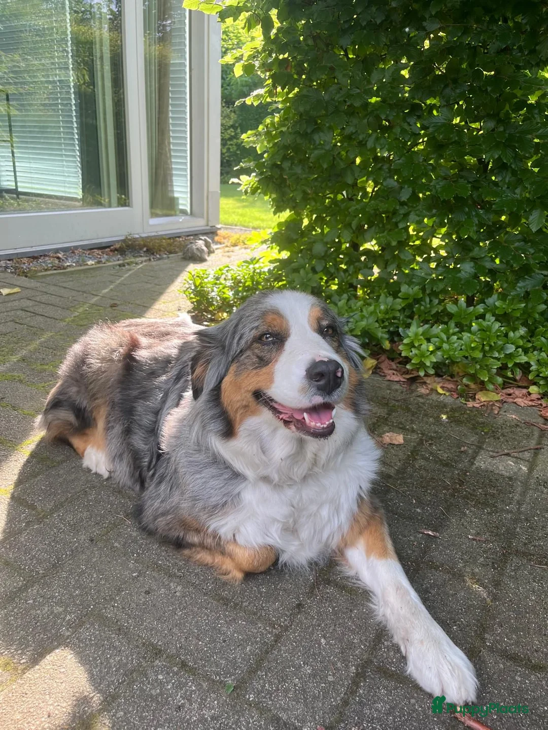 Australian Shepherd honden te koop: Nog 4 Australische Herder pups beschikbaar! - Advertentie 1