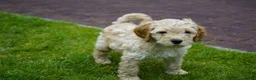 Kruising honden te koop: Lieve kruising labradoodle pups te koop! - Advertentie 15