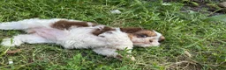Shih Tzu honden te koop: Maximale grootte van 1,5 kg - Advertentie 3