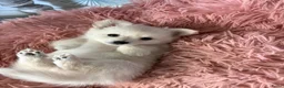 Kruising honden te koop: Pomchi x keeshond puppy’s  - Advertentie 5