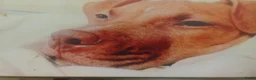 Kruising honden te koop: 5 puppers Red Nose Pitbull/American Bully - Advertentie 10