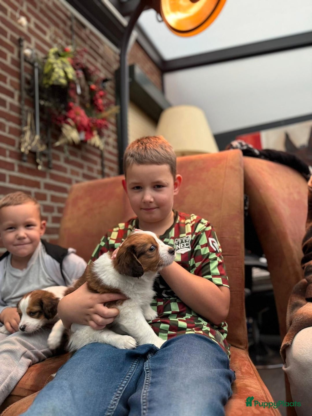 Kooikerhondje honden te koop: Schitterende kooikerhondje pups  - Advertentie 2