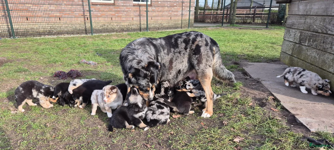 Kruising honden te koop: Australian shepherd x Pomsky (mini-aussie) - Advertentie 22