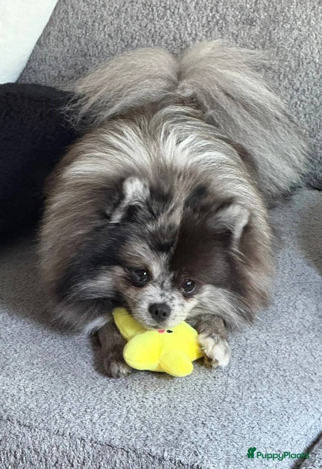 Pomeriaan honden te koop: 🩵🩷 Twee bijzondere Pomeriaantjes 🩵🩷 - Advertentie 11