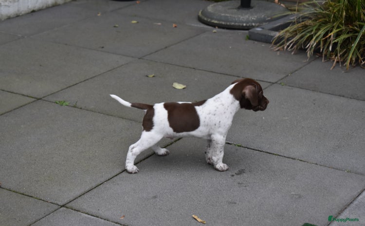 Overig honden Braque Francais Pups - Advertentie 1