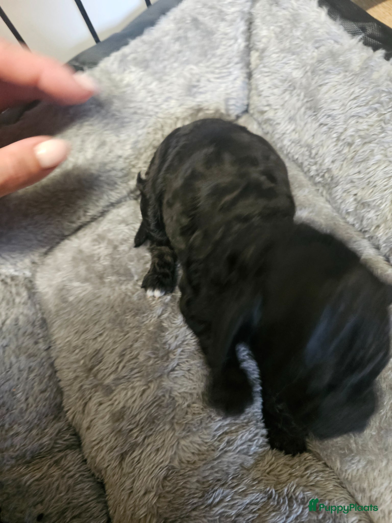 Poedel Toy honden te koop: Knappe toy poedel pups - Advertentie 17