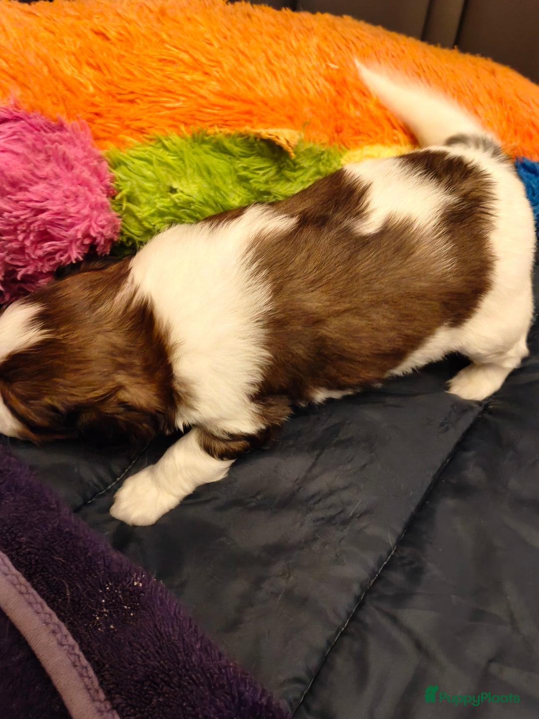 Kooikerhondje honden te koop: Lieve Kooikerpups beschikbaar reserveren nu  - Advertentie 7