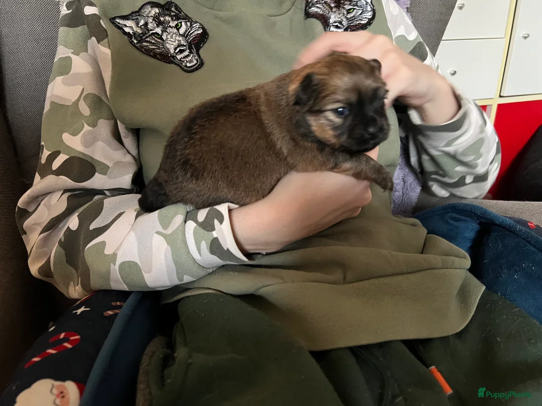 Pomchi honden te koop: Lieve Pomchi pups - Advertentie 24