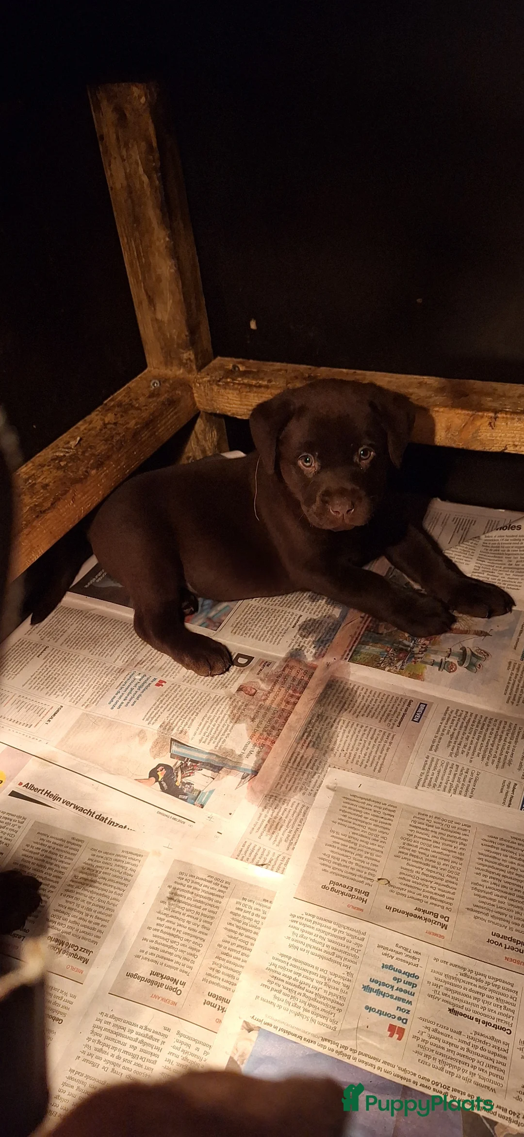 Labrador Retriever honden te koop: Raszuivere Labrador pups zwart - Advertentie 2