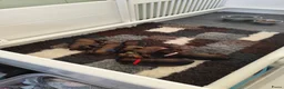 Ruwhaar Teckel honden te koop: Prachtige lieve ruwharige standaard teckel pups - Advertentie 13