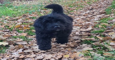 Bernedoodle honden Bernedoodle middenslag f1 teefje te koop  - Advertentie 14